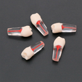 1X10 DIENTE P/ENDODONCIA KINGDEN C/RAIZ JGO