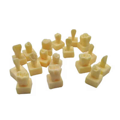 1X28 MODELO DIDACTICO KINGDEN EN DADO 2X