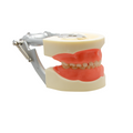 TIPODONTO KINGDEN TIPO COLUMBIA 24 ENCIA BLANDA INFANTIL