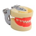TIPODONTO KINGDEN TIPO NISSIN 24 ENCIA BLANDA INFANTIL