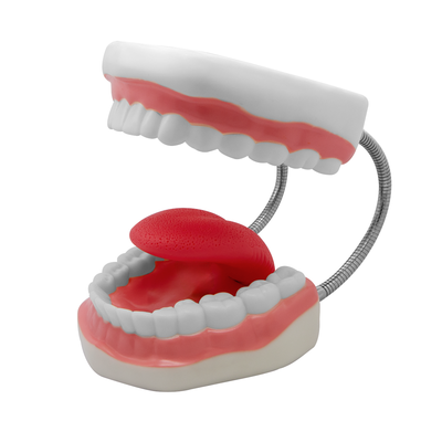 TIPODONTO KINGDEN DIDACTICO C/LENGUA GIGANTE