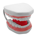 TIPODONTO KINGDEN DIDACTICO C/LENGUA GIGANTE