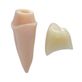 MODELO DIDACTICO KINGDEN IMPLANTOLOGIA Y PROTESIS
