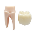 MODELO DIDACTICO KINGDEN IMPLANTOLOGIA Y PROTESIS