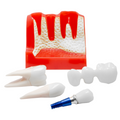MODELO DIDACTICO KINGDEN IMPLANTOLOGIA Y PROTESIS